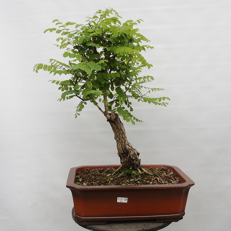 Bonsai da esterno - Acacia spinosa - Robinia pseudoacacia