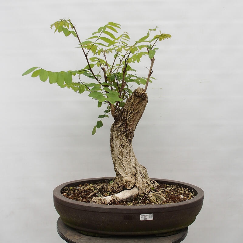 Bonsai da esterno - Acacia spinosa - Robinia pseudoacacia