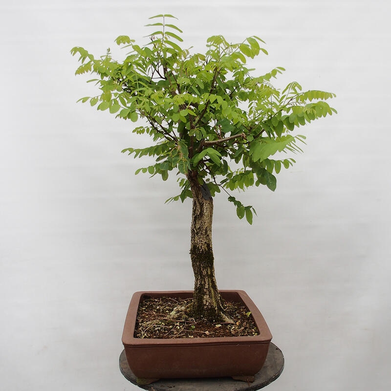 Bonsai da esterno - Acacia spinosa - Robinia pseudoacacia