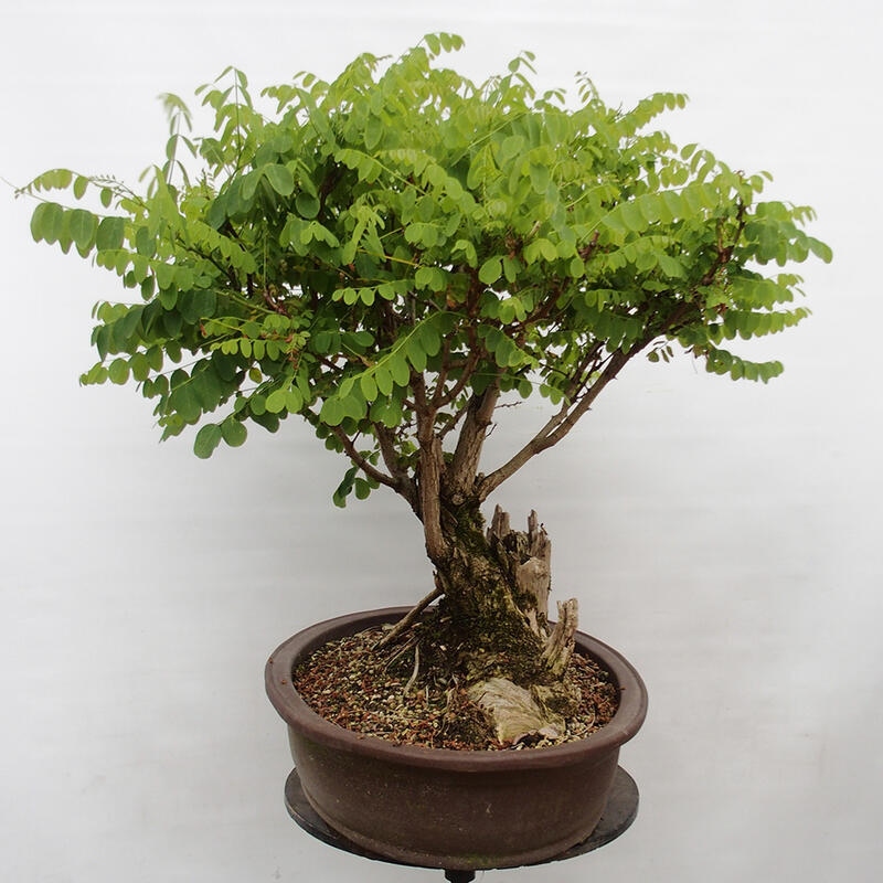 Bonsai da esterno - Acacia spinosa - Robinia pseudoacacia
