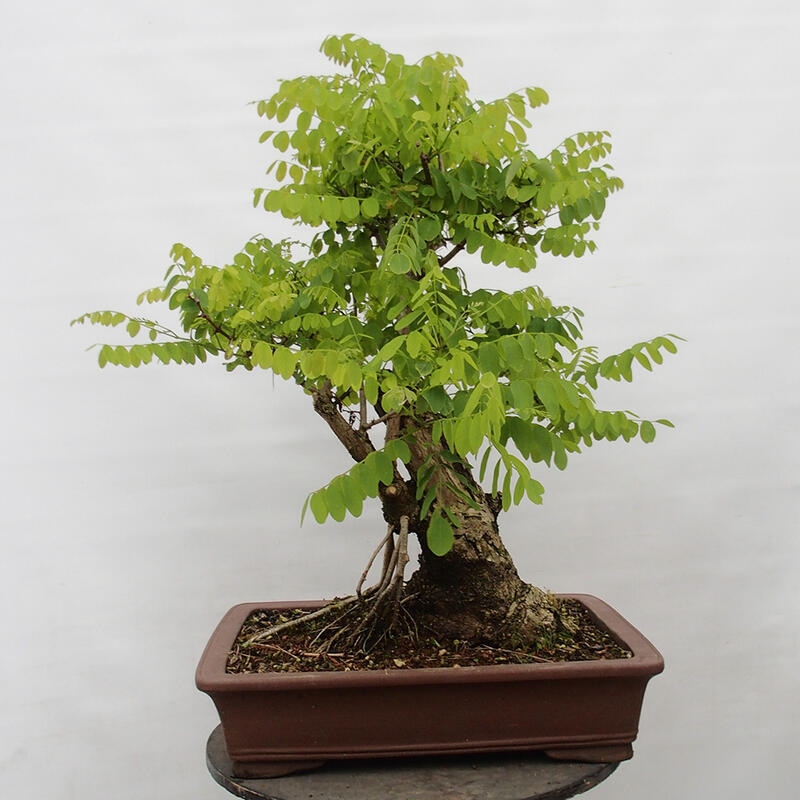 Bonsai da esterno - Acacia spinosa - Robinia pseudoacacia
