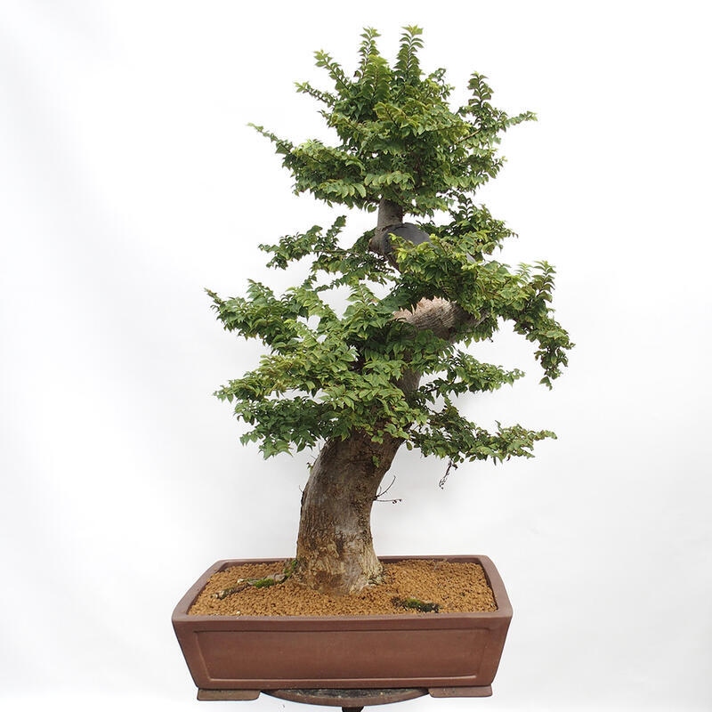 Bonsai da esterno - Ulmus Elegantissima Jack. Hillier-Clay Elegantissima