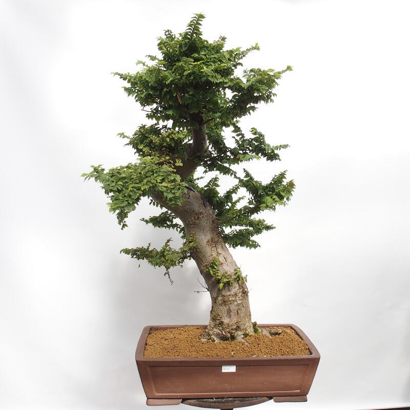 Bonsai da esterno - Ulmus Elegantissima Jack. Hillier-Clay Elegantissima