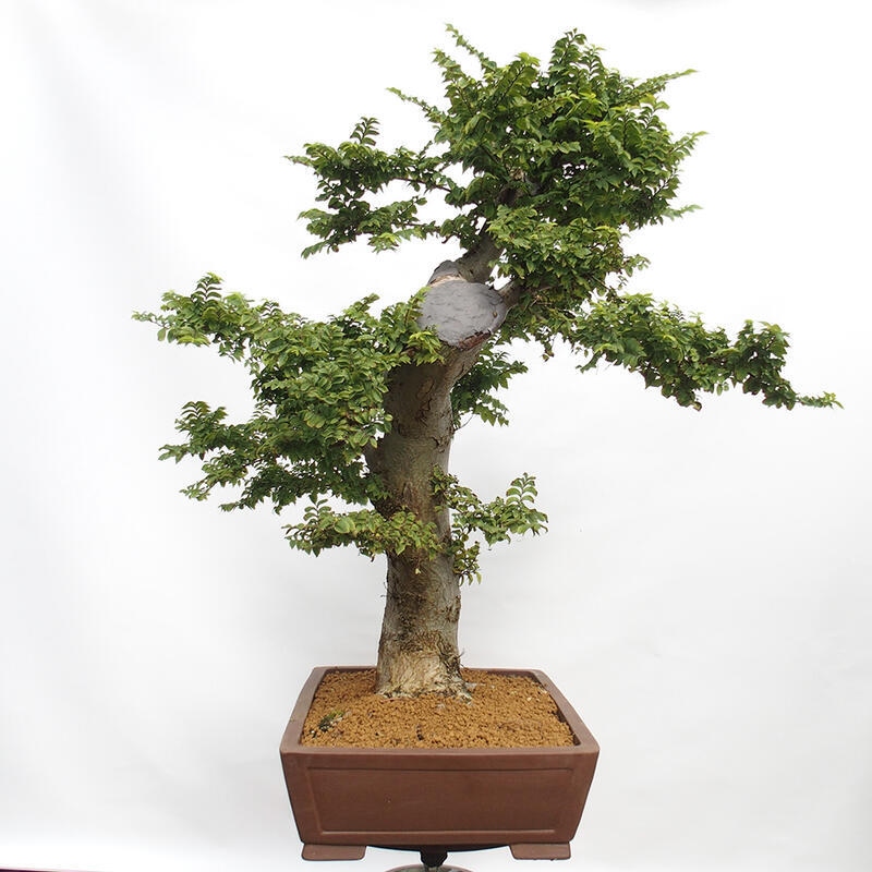 Bonsai da esterno - Ulmus Elegantissima Jack. Hillier-Clay Elegantissima