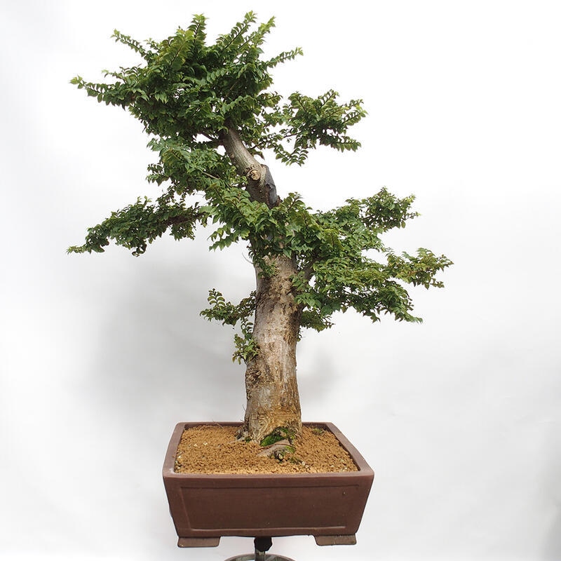 Bonsai da esterno - Ulmus Elegantissima Jack. Hillier-Clay Elegantissima