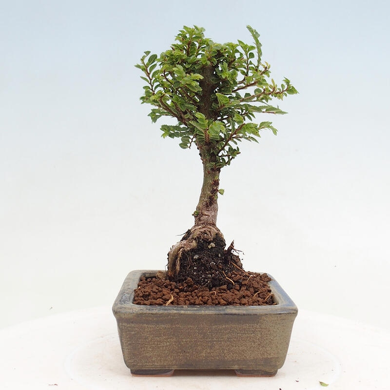 Bonsai da esterno - Ulmus parvifolia Sagei - Olmo a foglie piccole