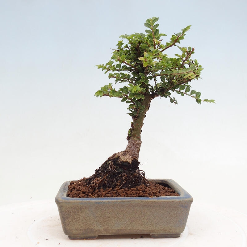 Bonsai da esterno - Ulmus parvifolia Sagei - Olmo a foglie piccole