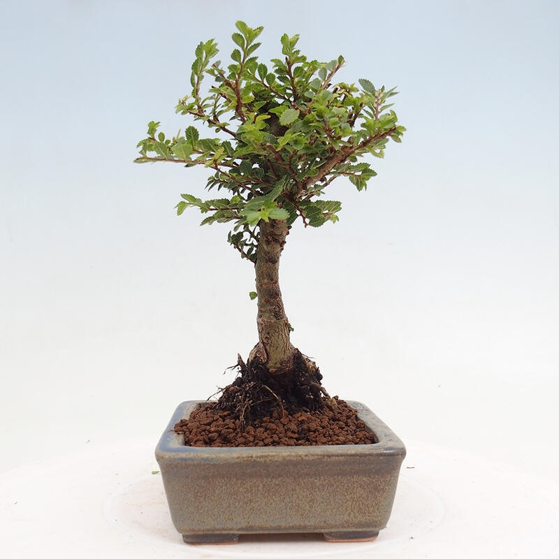 Bonsai da esterno - Ulmus parvifolia Sagei - Olmo a foglie piccole