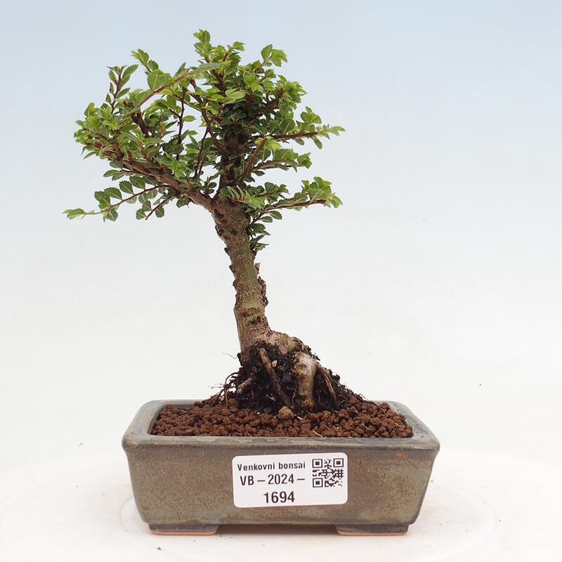 Bonsai da esterno - Ulmus parvifolia Sagei - Olmo a foglie piccole