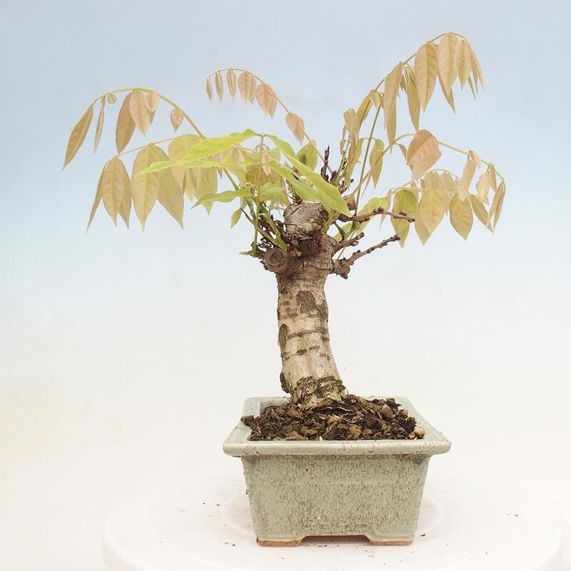 Bonsai da esterno - Glicine floribunda