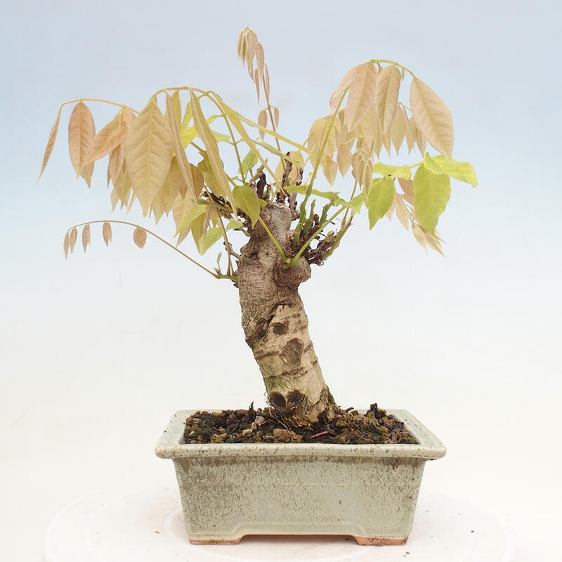 Bonsai da esterno - Glicine floribunda