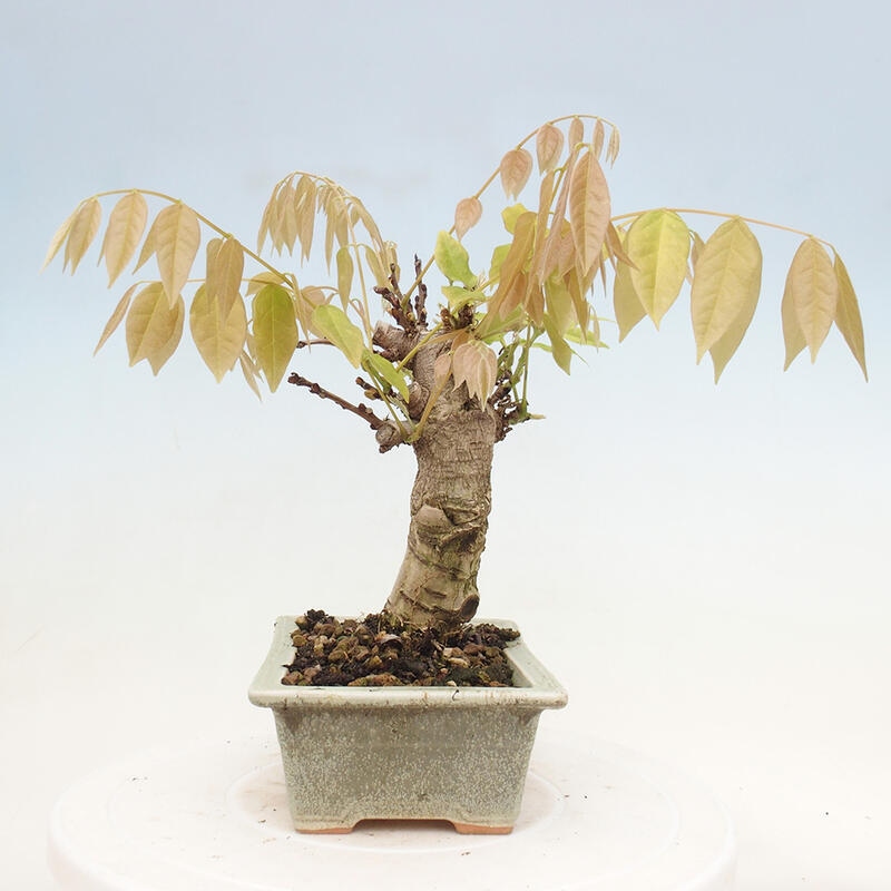 Bonsai da esterno - Glicine floribunda