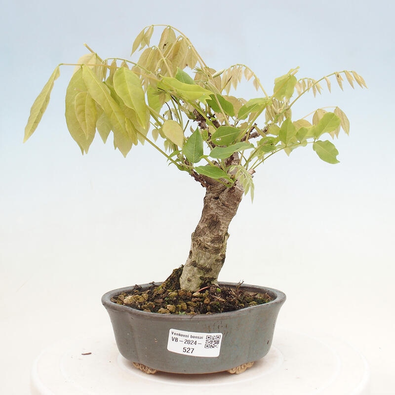 Bonsai da esterno - Glicine floribunda