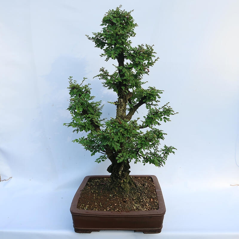 Bonsai da esterno - Zelkova - Zelkova NIRE