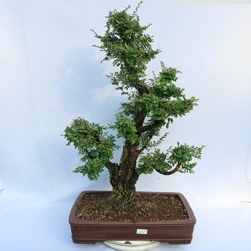 Bonsai da esterno - Zelkova - Zelkova NIRE