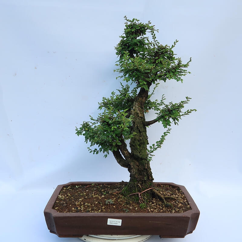 Bonsai da esterno - Zelkova - Zelkova NIRE