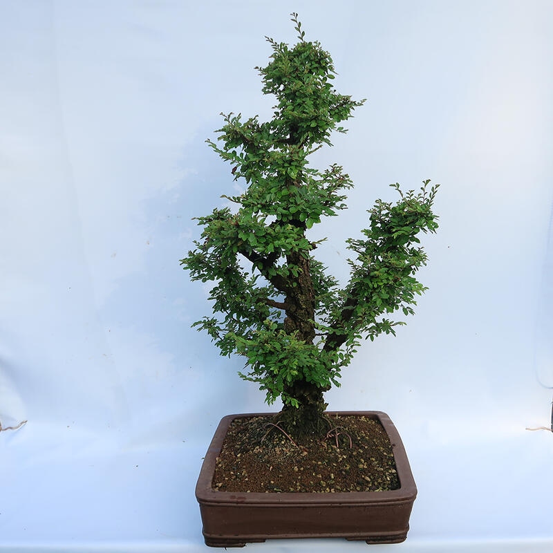 Bonsai da esterno - Zelkova - Zelkova NIRE