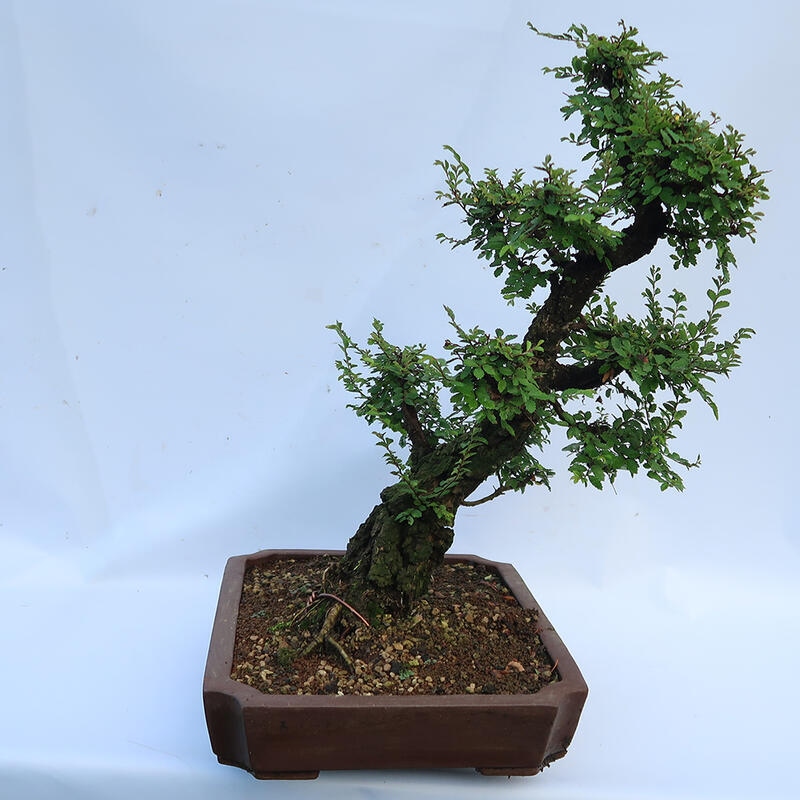 Bonsai da esterno - Zelkova - Zelkova NIRE