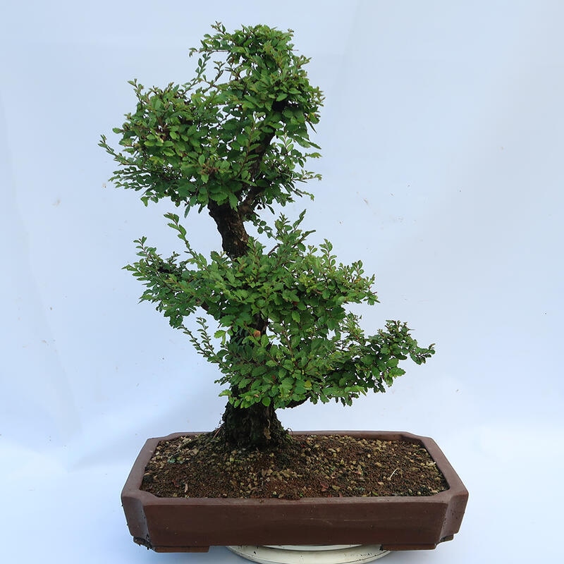Bonsai da esterno - Zelkova - Zelkova NIRE