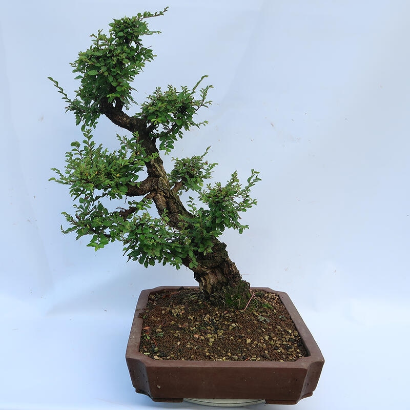 Bonsai da esterno - Zelkova - Zelkova NIRE