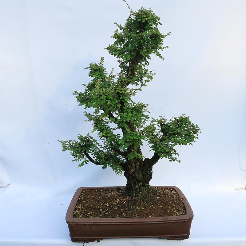 Bonsai da esterno - Zelkova - Zelkova NIRE