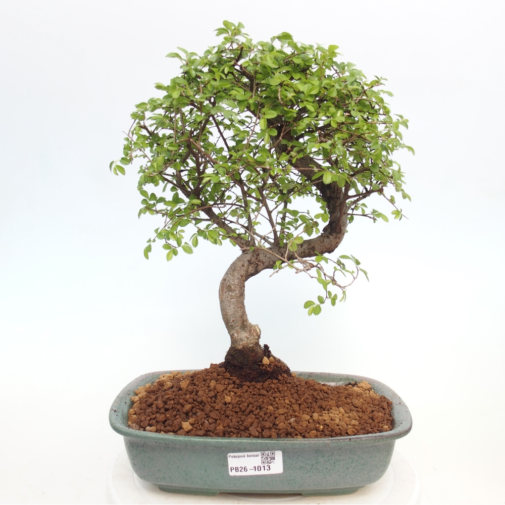 Camera bonsai - Ulmus parvifolia - Olmo a foglie piccole