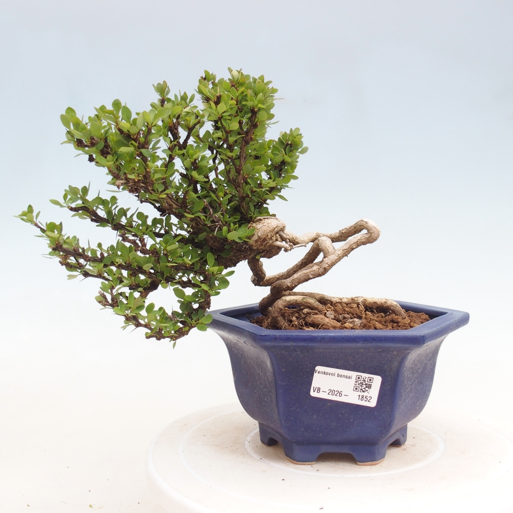 Bonsai da esterno - Berberis coreana