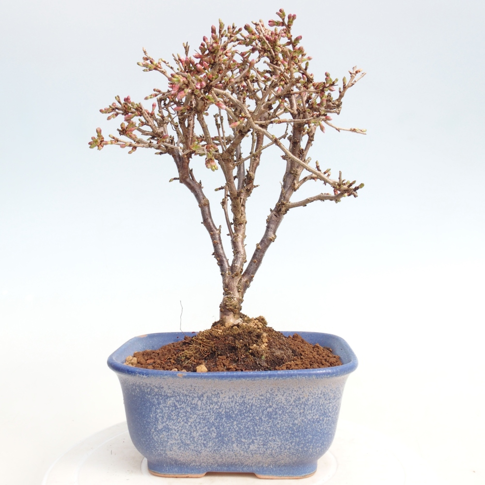 Bonsai da esterno - Prunus incisa Kojou-no mai-Plivon ritagliato