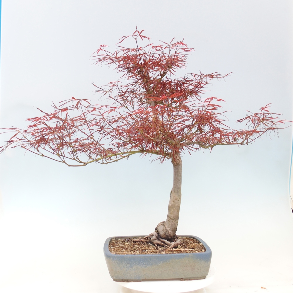 Bonsai da esterno - Acer palmatum RED PYGMY