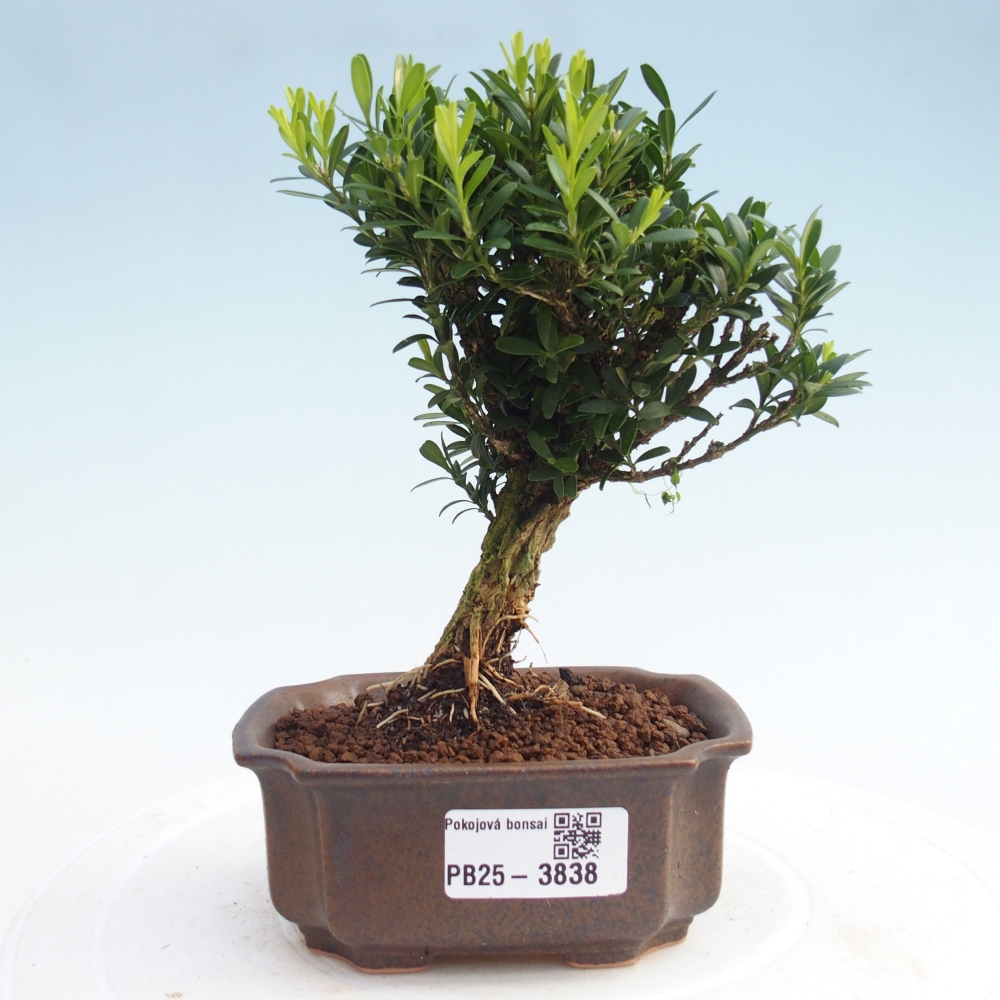 Camera bonsai - Buxus harlandii - buxus da sughero