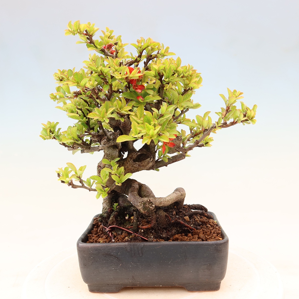 Bonsai da esterno - Chaneomeles speciosa Chojubai