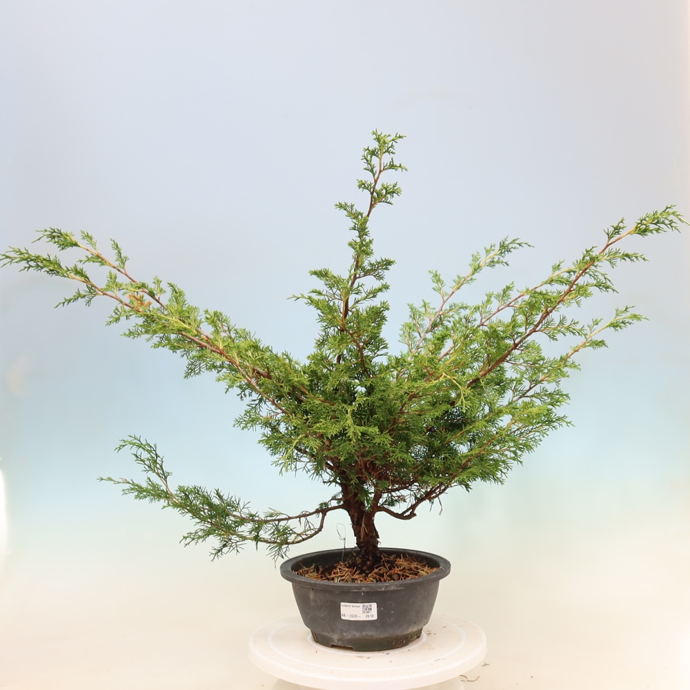 Bonsai da esterno - Juniperus chinensis Itoigawa