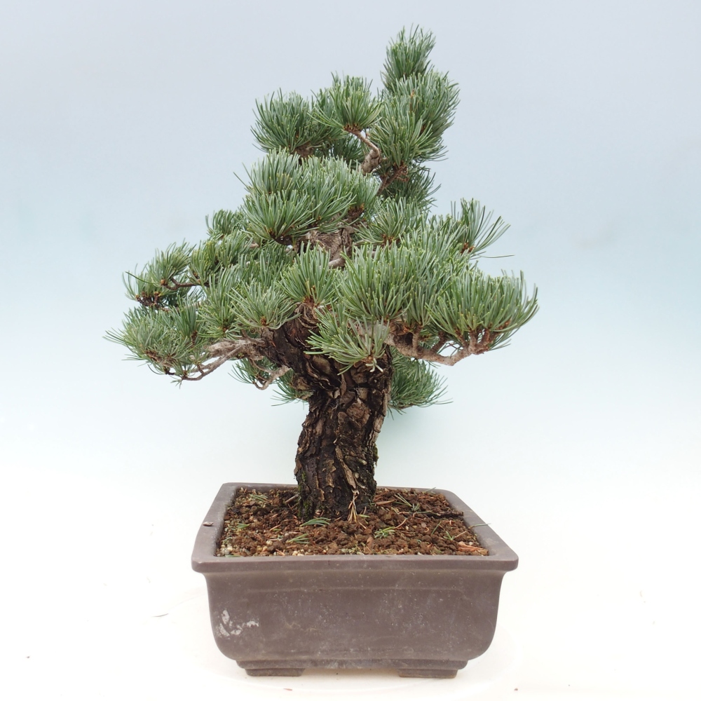 Bonsai da esterno - Pinus parviflora - Pinus parviflora