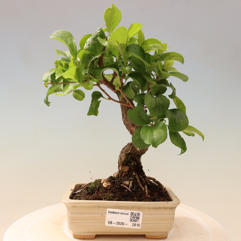 Bonsai da esterno - Celastrus orbiculatus