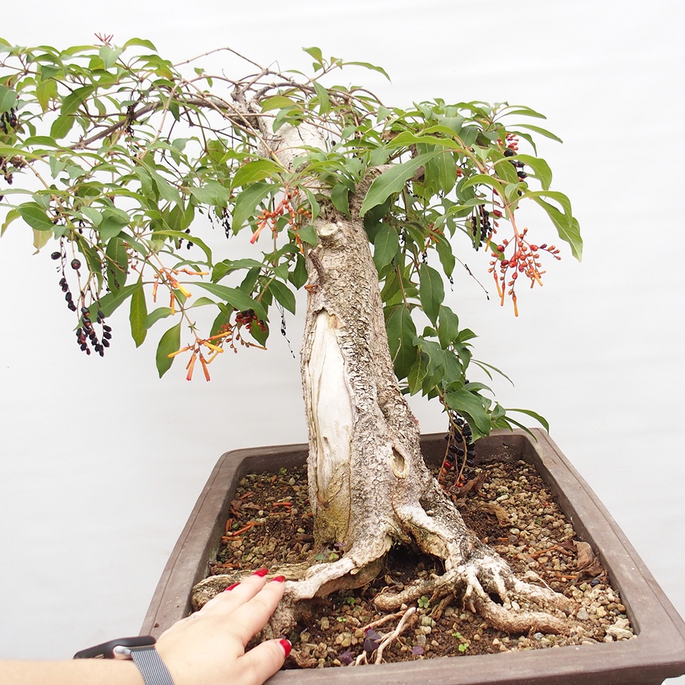 Camera bonsai - Brevetto di Hamelia