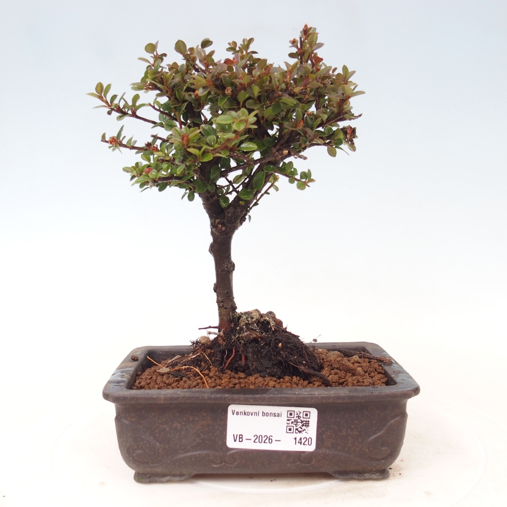 Bonsai da esterno - Cotoneaster horizontalis - Montagna rocciosa