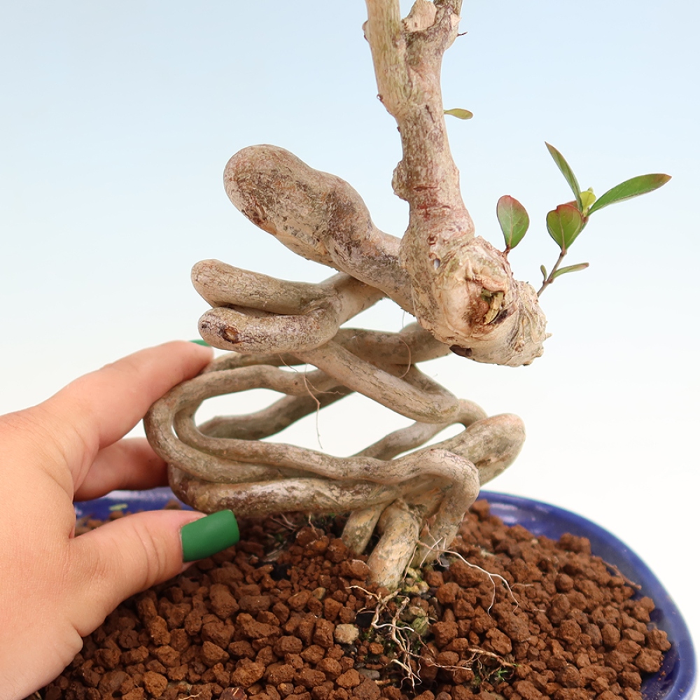 Bonsai da interno - Lagerstroemia indica - lillà indiano