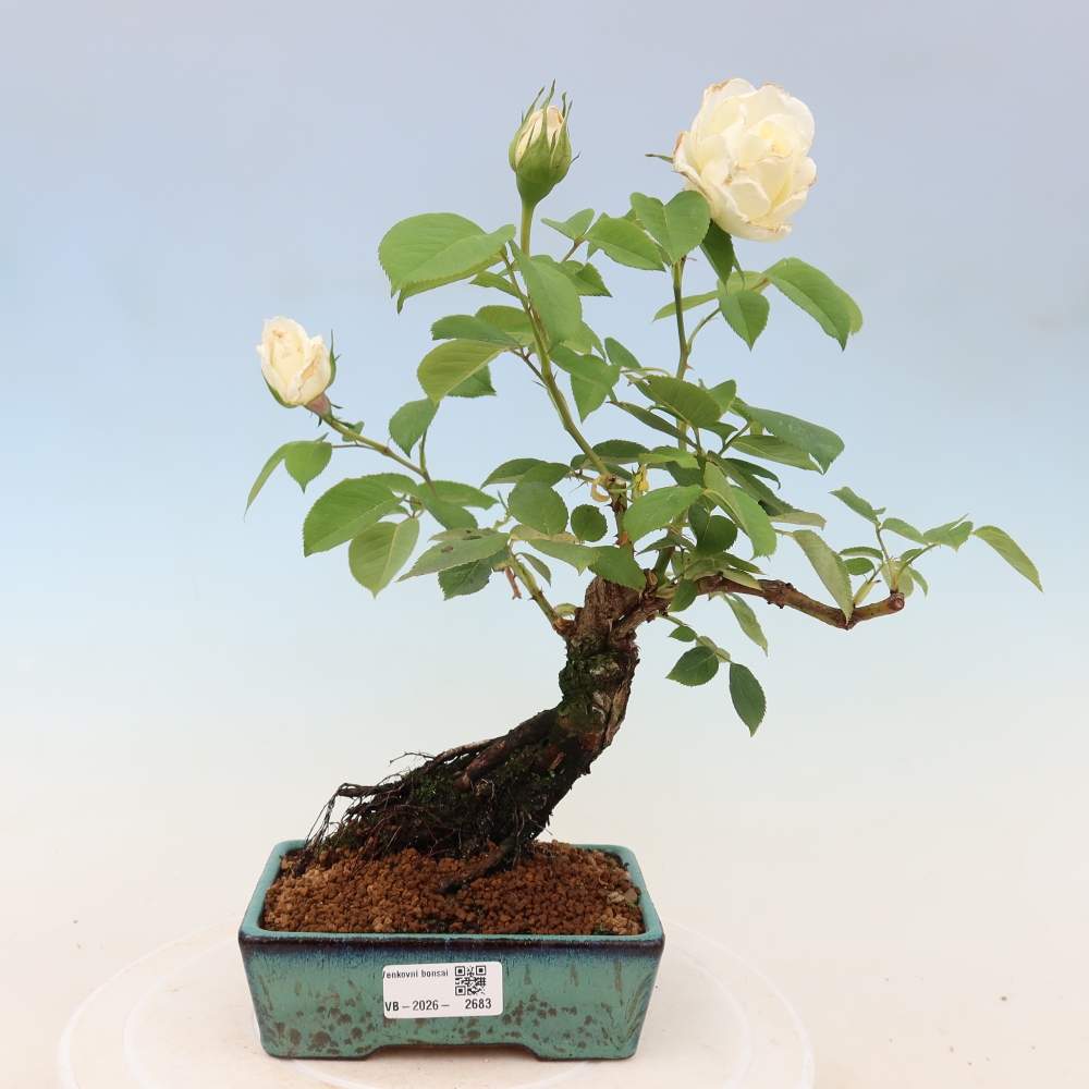 Bonsai da esterno - Rosa Kordes - rosa