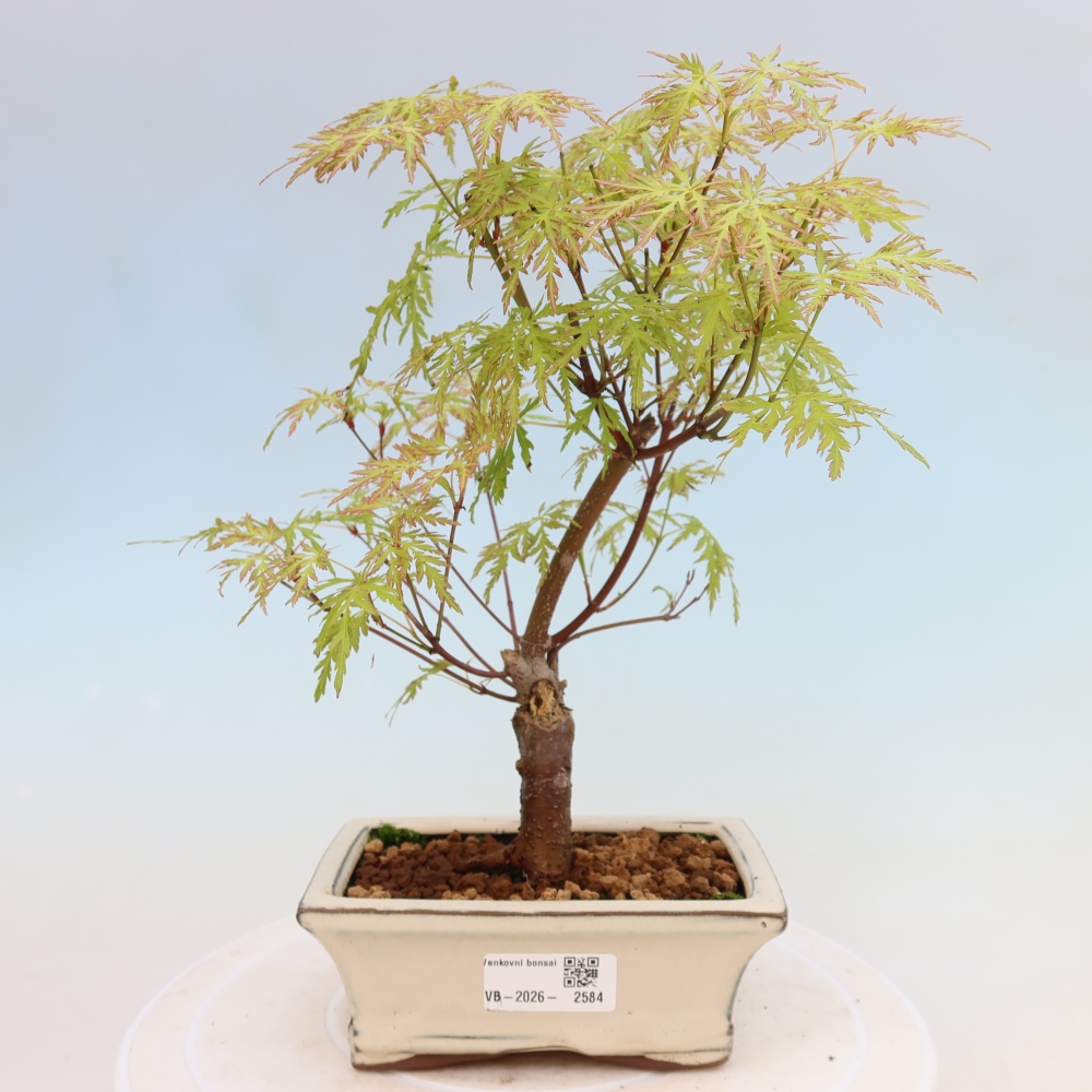 Bonsai da esterno - Acer palmatum Dissectum