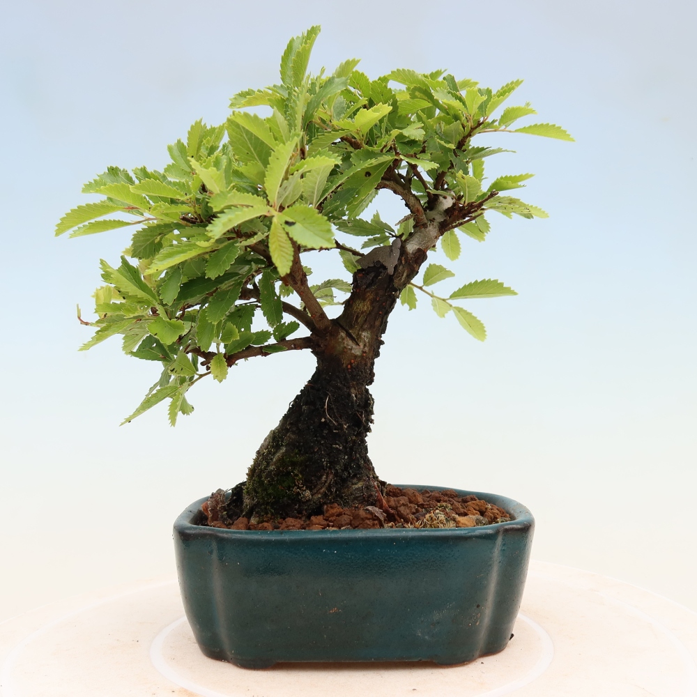 Bonsai da esterno - Zelkova - Zelkova NIRE