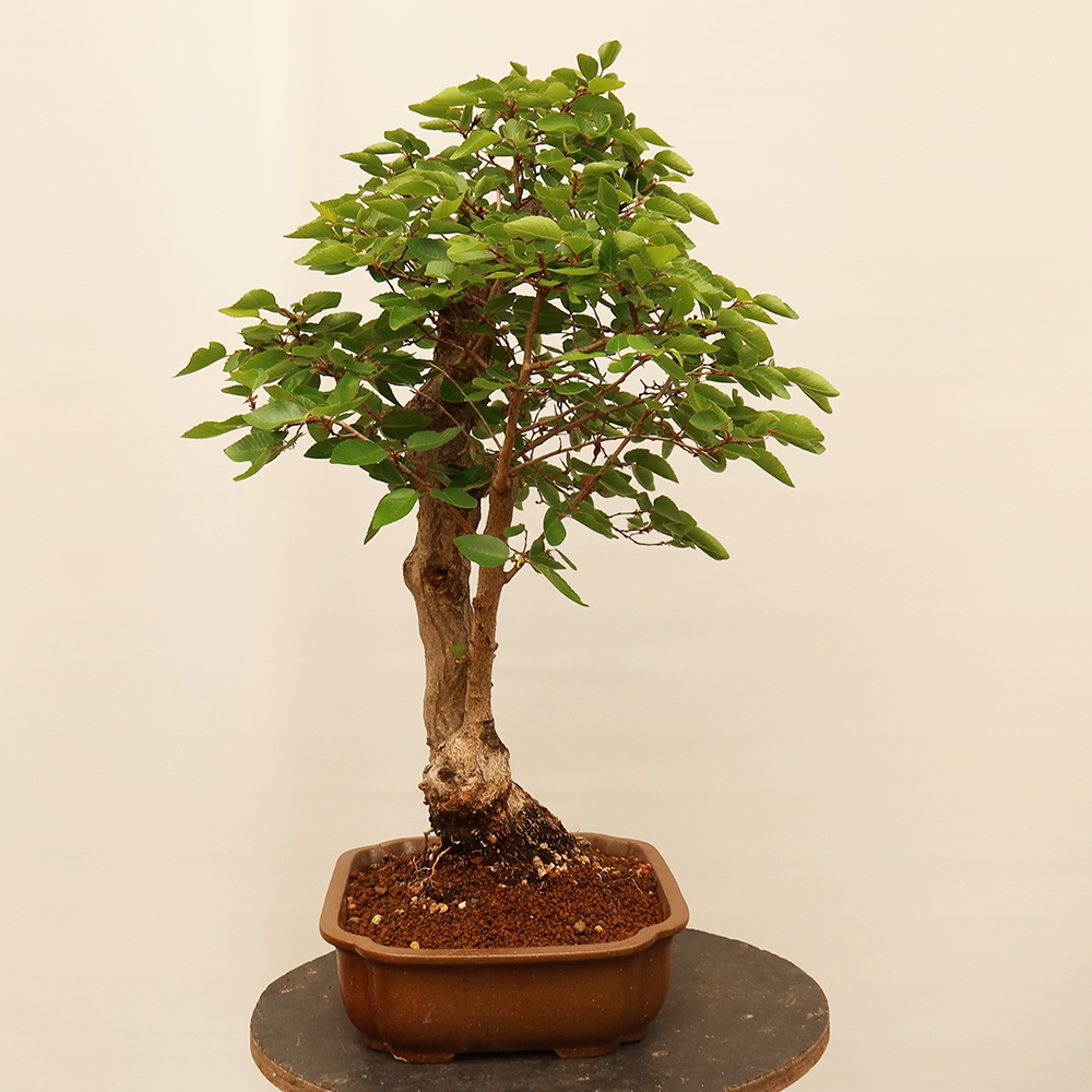 Bonsai da esterno -Carpinus Coreana - Carpino coreano