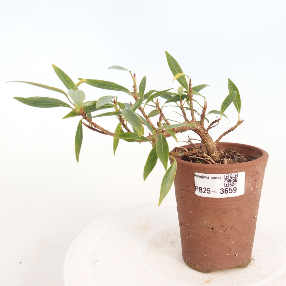 Camera bonsai - Ficus nerifolia - ficus a foglie piccole