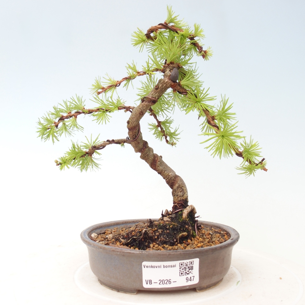 Bonsai da esterno - Larix Kaempferi - Larice giapponese