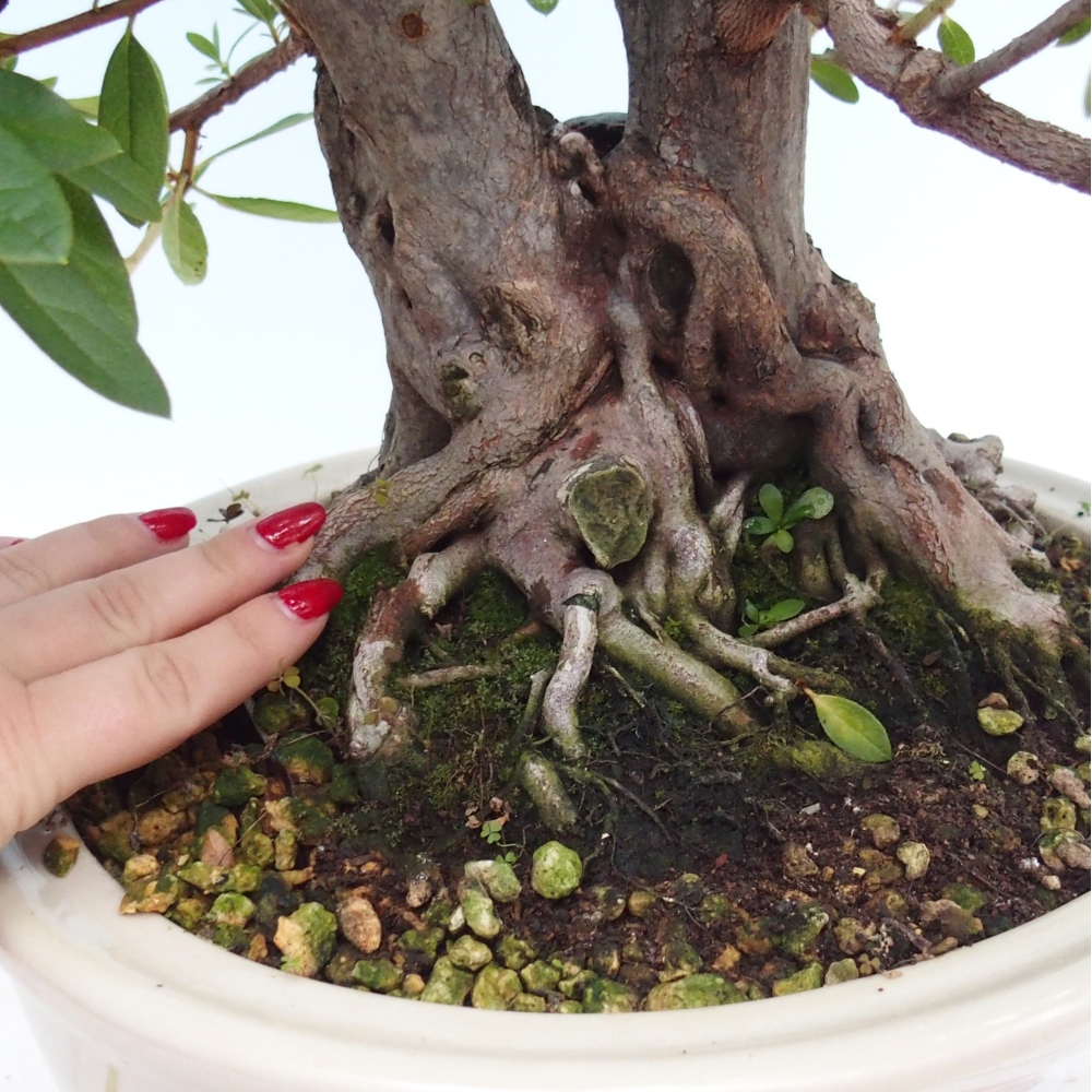 Camera bonsai - Rhododendron simsii - Pennywort