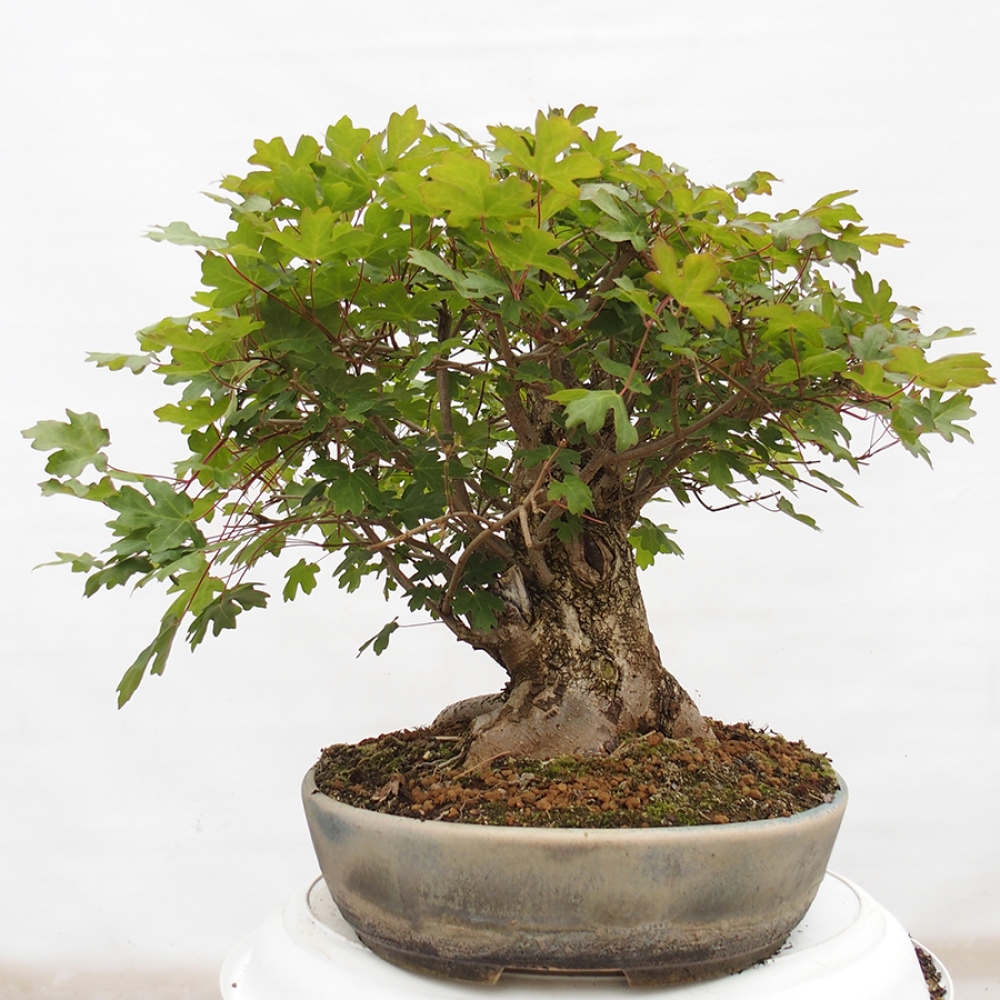 Bonsai da esterno -Javor babyka - Acer campestre