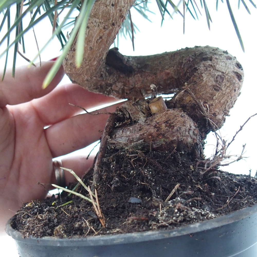 Bonsai da esterno - Pinus thunbergii senjyumaru - Pino di Thunberg