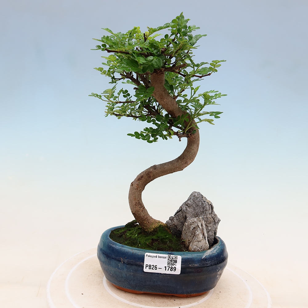 Camera bonsai - Zantoxylum piperitum - albero del pepe
