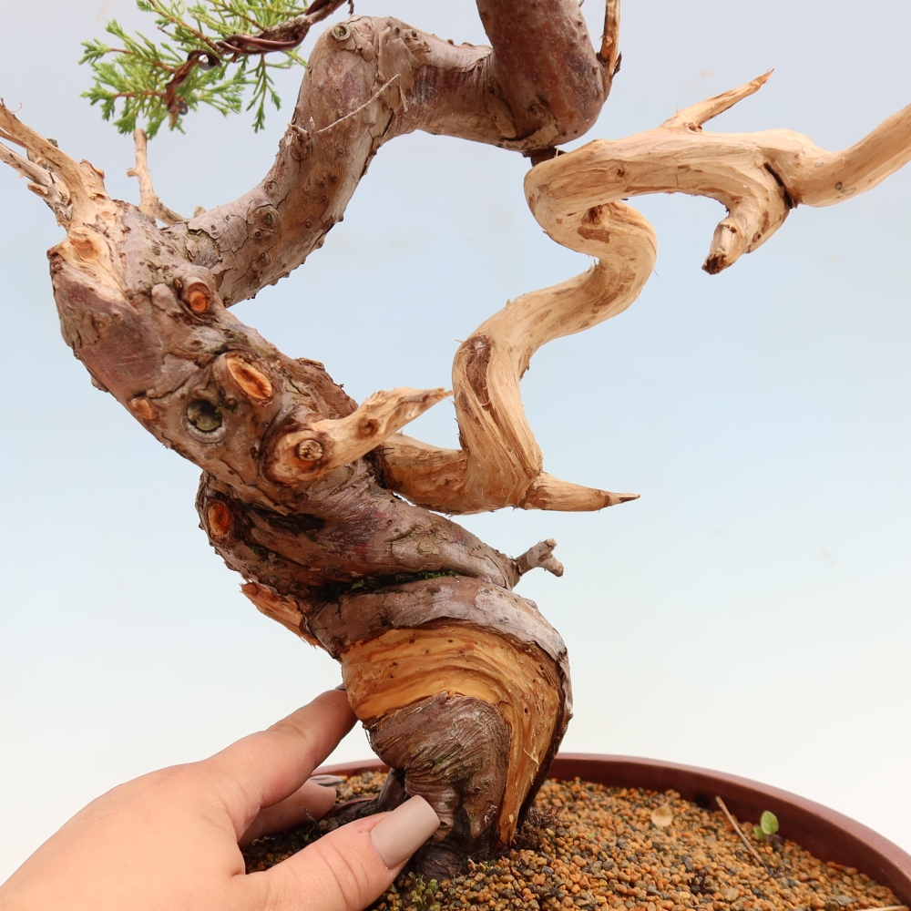 Bonsai da esterno - Juniperus chinensis Itoigawa-Juniperus chinensis