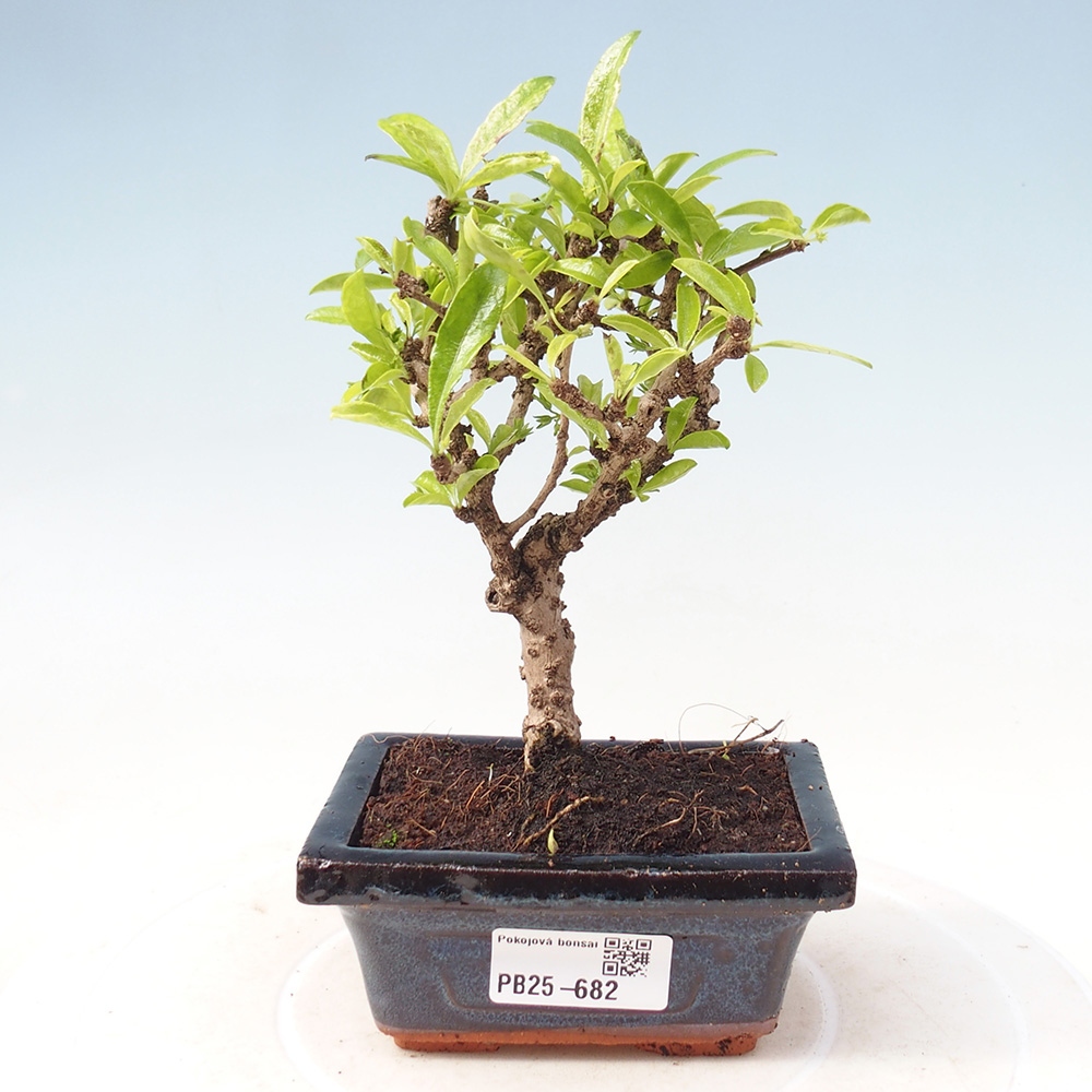 Camera bonsai - Carmona macrophylla - Tea fuki