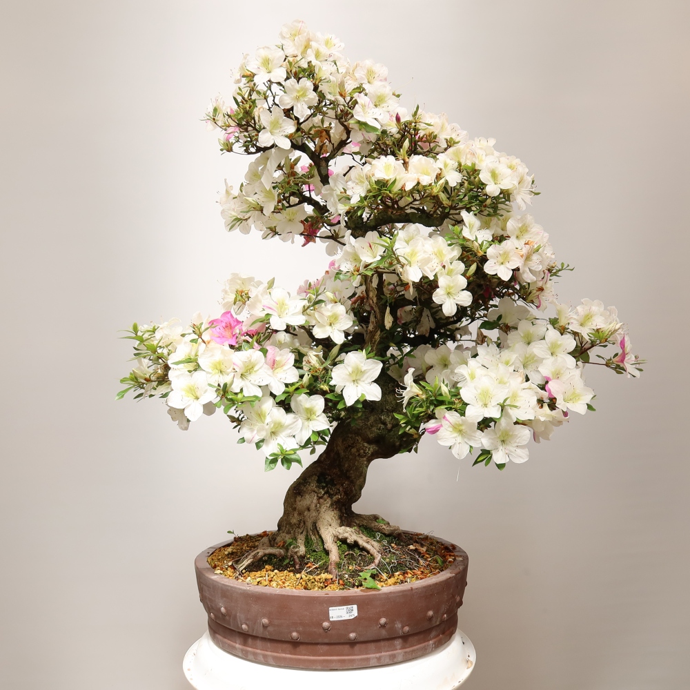 Bonsai da esterno - Azalea giapponese - Azalea Kotobokietsu